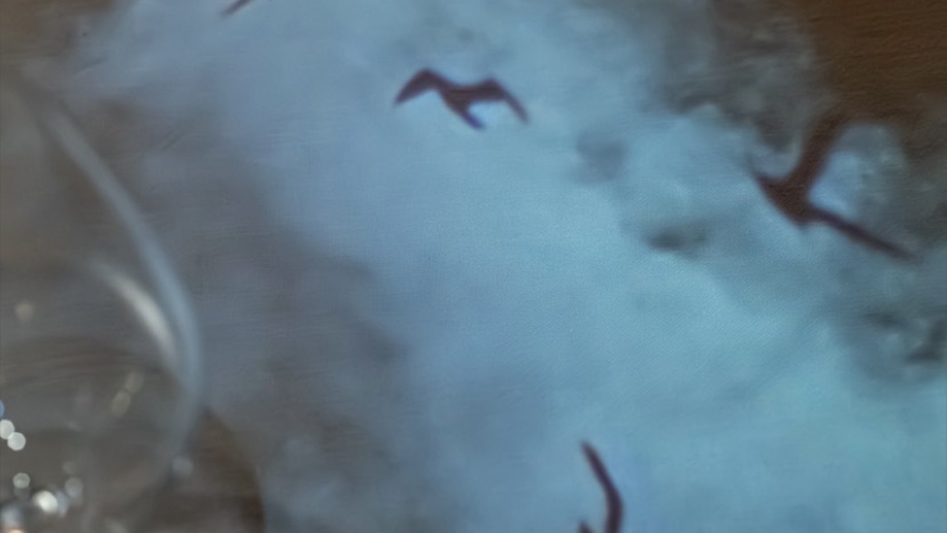 Projection d’oiseaux sur une table Maison Joia